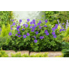 Bodziszek himalajski 'Gravetye' | Geranium himalayense