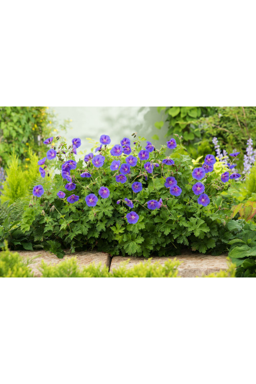 Bodziszek himalajski 'Gravetye' | Geranium himalayense