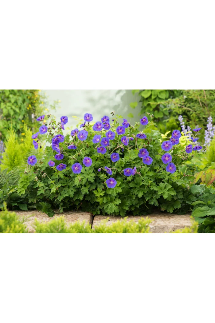 Bodziszek himalajski 'Gravetye' | Geranium himalayense