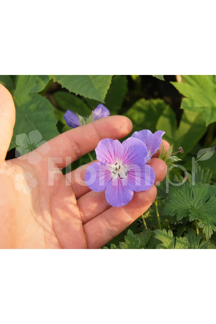 Bodziszek himalajski 'Gravetye' | Geranium himalayense