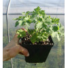 Bodziszek himalajski 'Gravetye' | Geranium himalayense