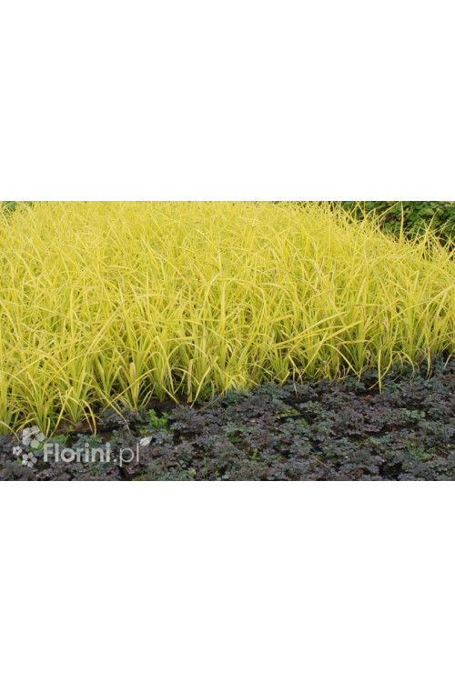 turzyca, turzyca sztywna, carex,