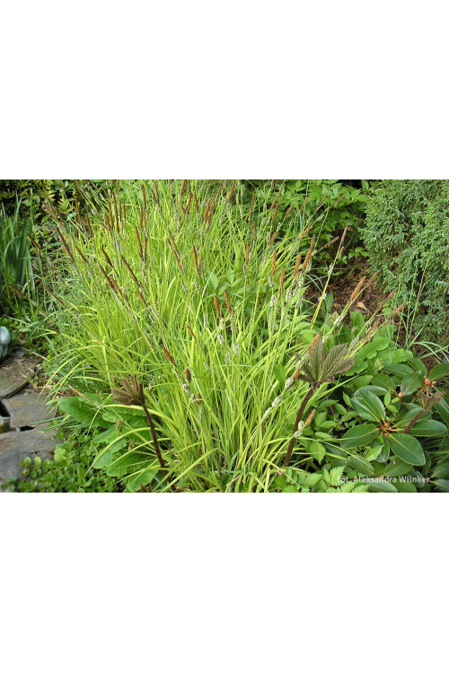 turzyca, turzyca sztywna, carex,