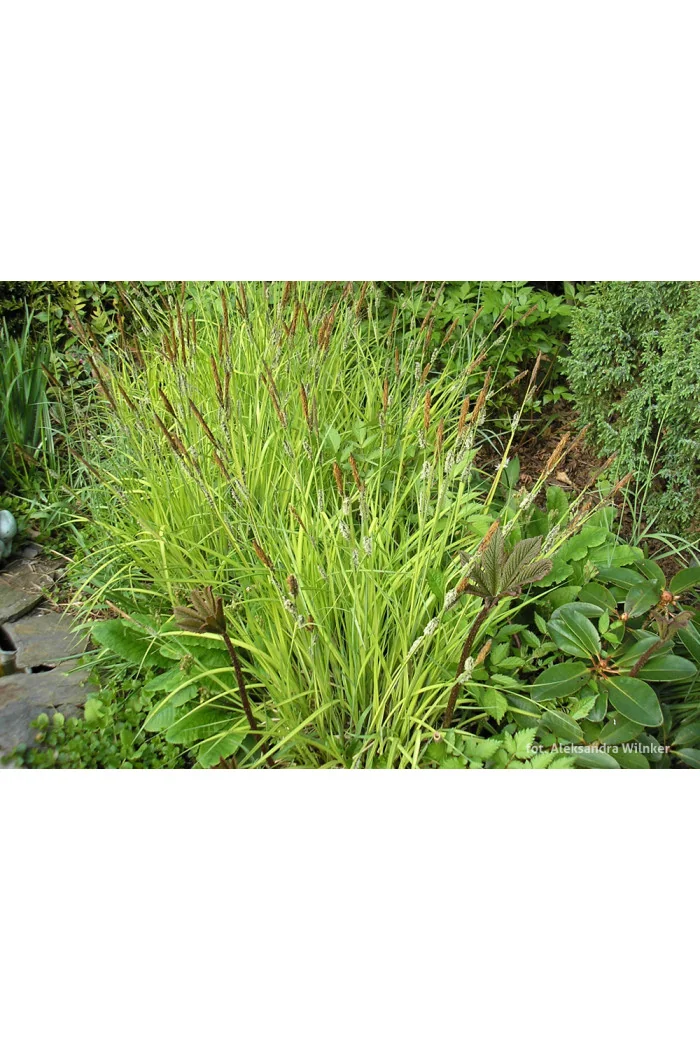 turzyca, turzyca sztywna, carex,