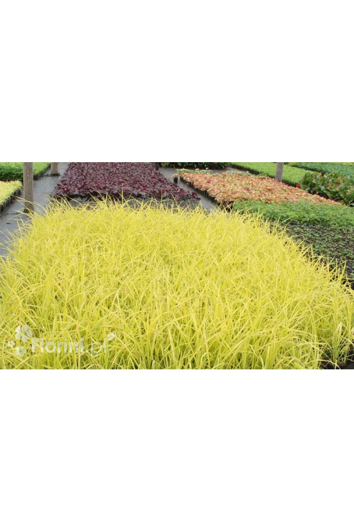 turzyca, turzyca sztywna, carex,