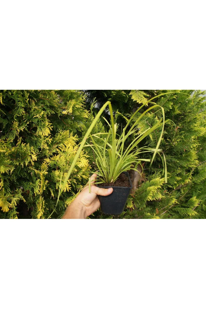 turzyca, turzyca sztywna, carex,