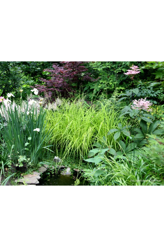 turzyca, turzyca sztywna, carex,