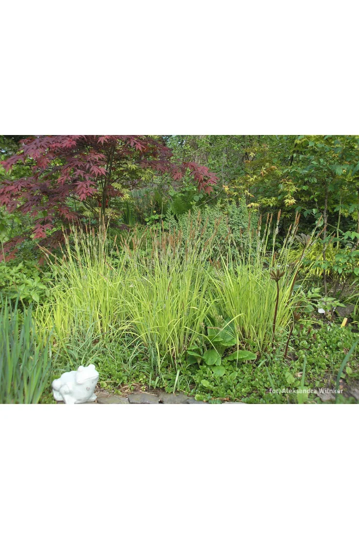 turzyca, turzyca sztywna, carex,