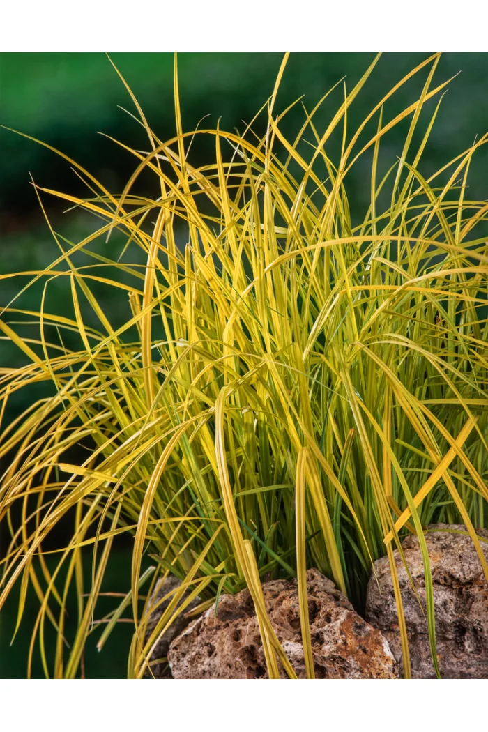 turzyca, turzyca sztywna, carex,