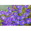 Bodziszek 'Rozanne' | Geranium