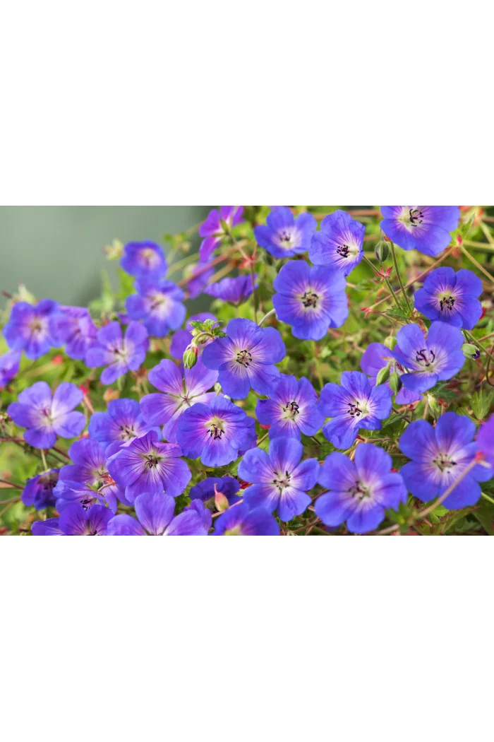 Bodziszek 'Rozanne' | Geranium