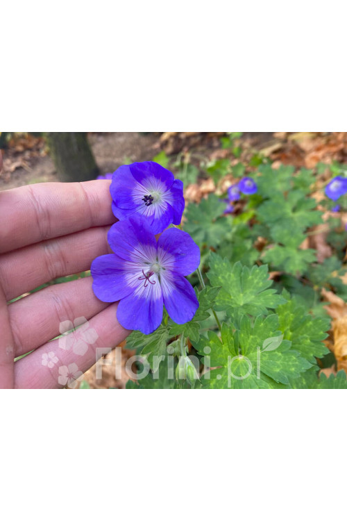 Bodziszek 'Rozanne' | Geranium