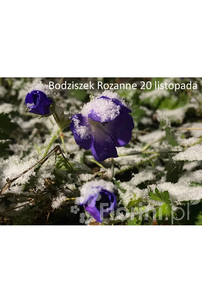 Bodziszek 'Rozanne' | Geranium