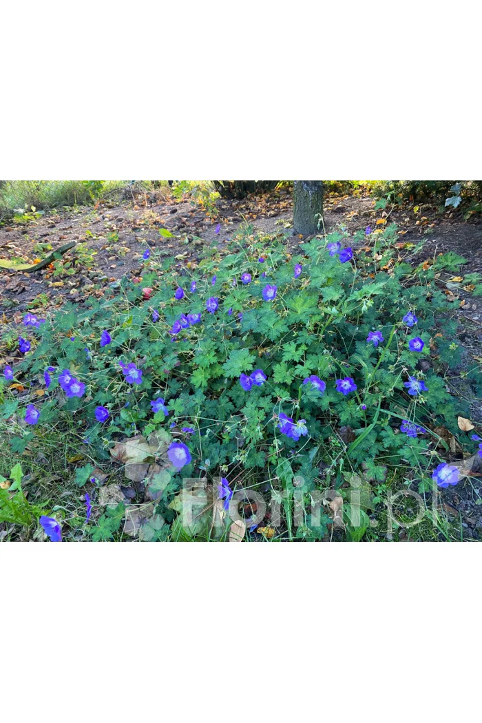 Bodziszek 'Rozanne' | Geranium