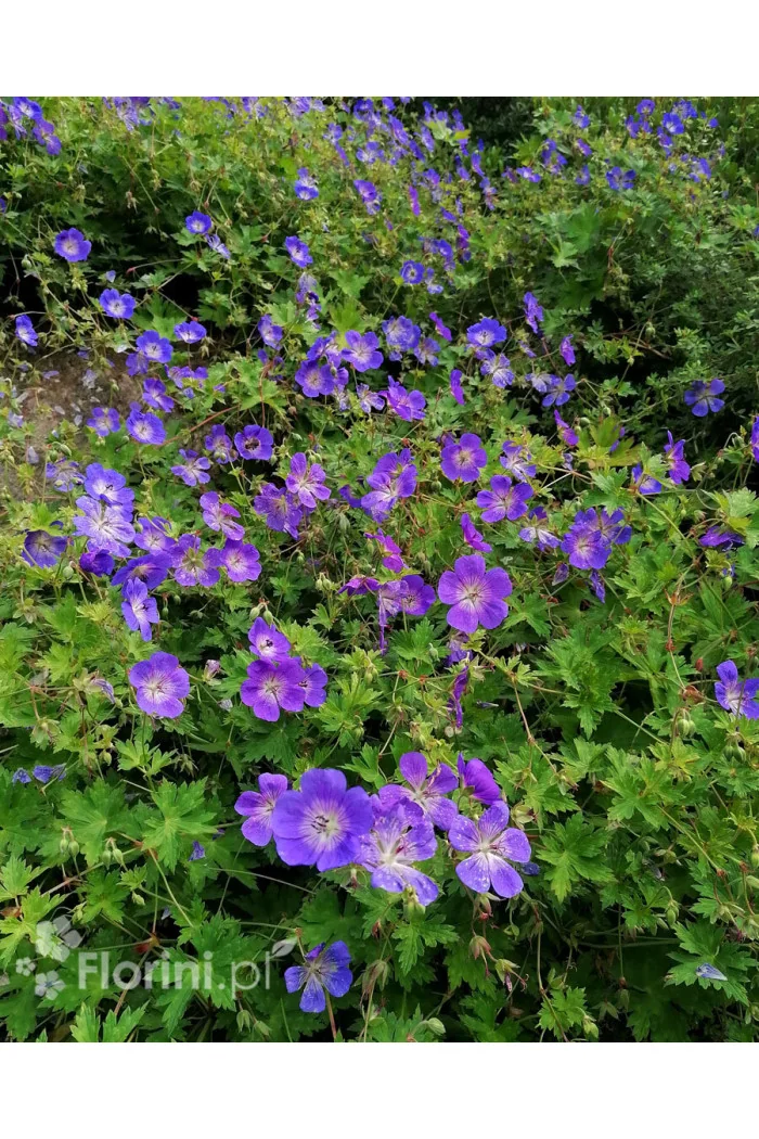 Bodziszek 'Rozanne' | Geranium