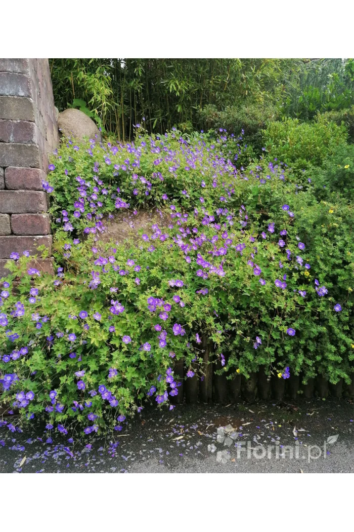 Bodziszek 'Rozanne' | Geranium