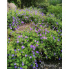 Bodziszek 'Rozanne' | Geranium
