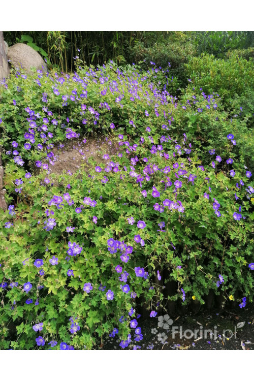 Bodziszek 'Rozanne' | Geranium