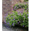 Bodziszek 'Rozanne' | Geranium