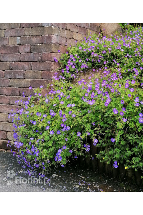 Bodziszek 'Rozanne' | Geranium