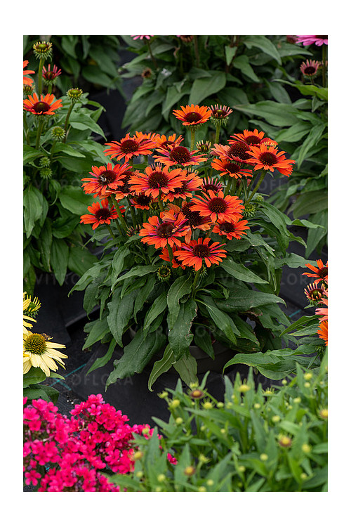 Jeżówka 'Orange Pearl' | Echinacea