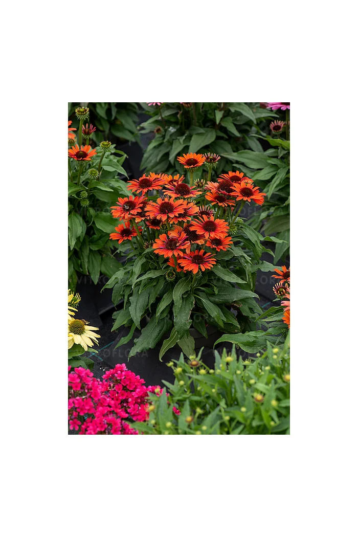Jeżówka 'Orange Pearl' | Echinacea