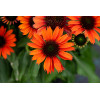 Jeżówka 'Orange Pearl' | Echinacea