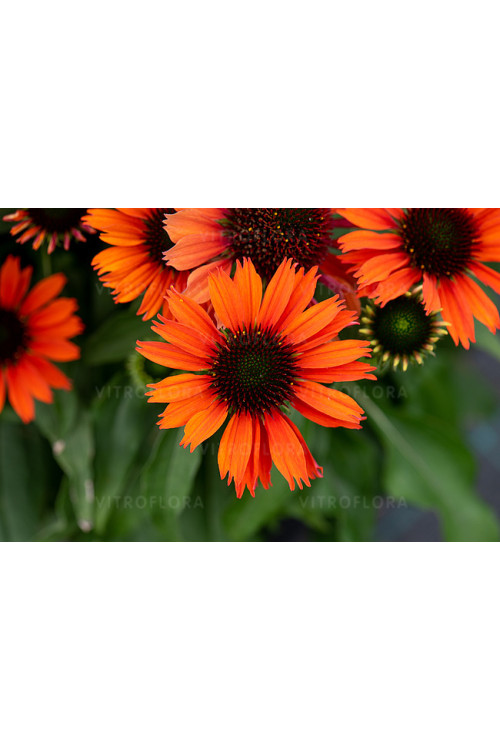 Jeżówka 'Orange Pearl' | Echinacea