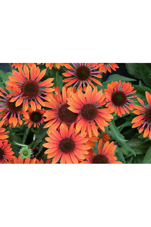 Jeżówka 'Orange Pearl' | Echinacea