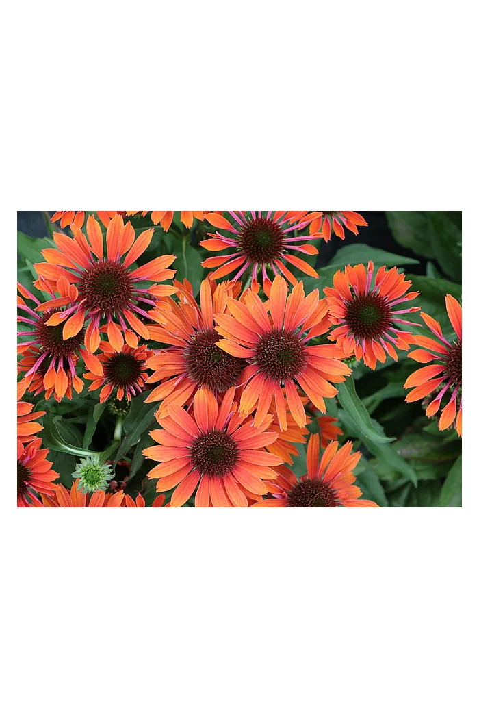 Jeżówka 'Orange Pearl' | Echinacea
