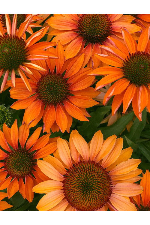 Jeżówka 'Prima Ginger' | Echinacea