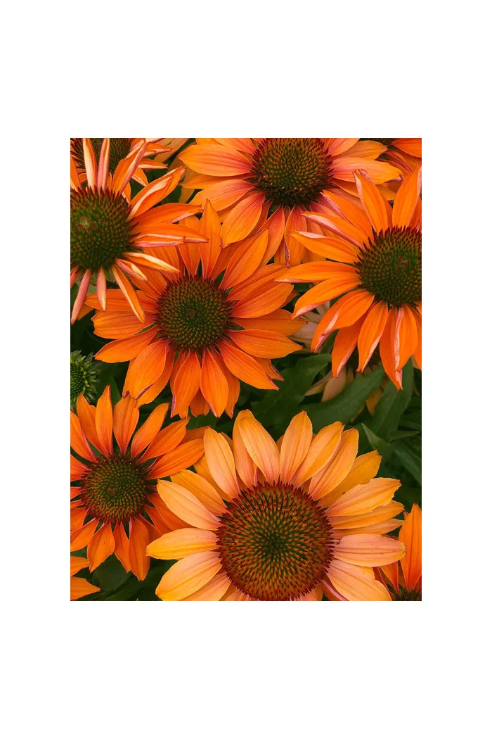 Jeżówka 'Prima Ginger' | Echinacea