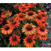 Jeżówka 'Prima Ginger' | Echinacea