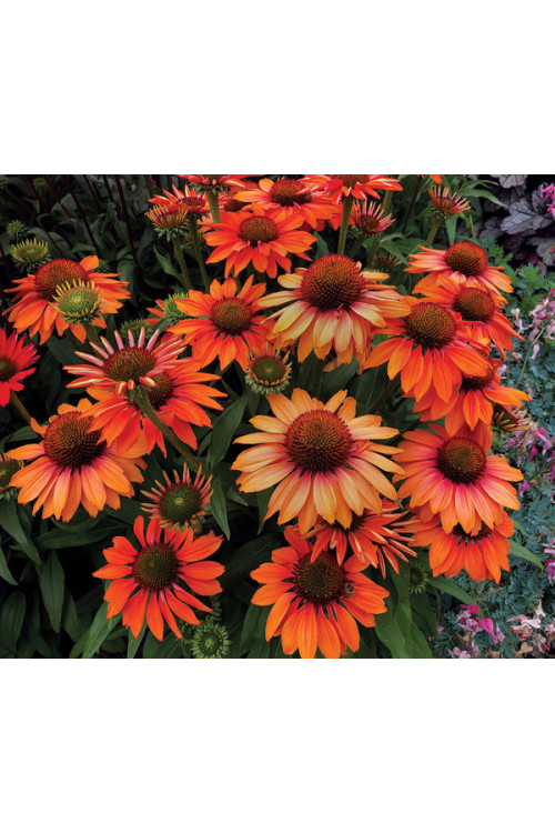 Jeżówka 'Prima Ginger' | Echinacea