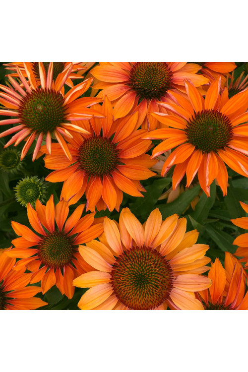 Jeżówka 'Prima Ginger' | Echinacea