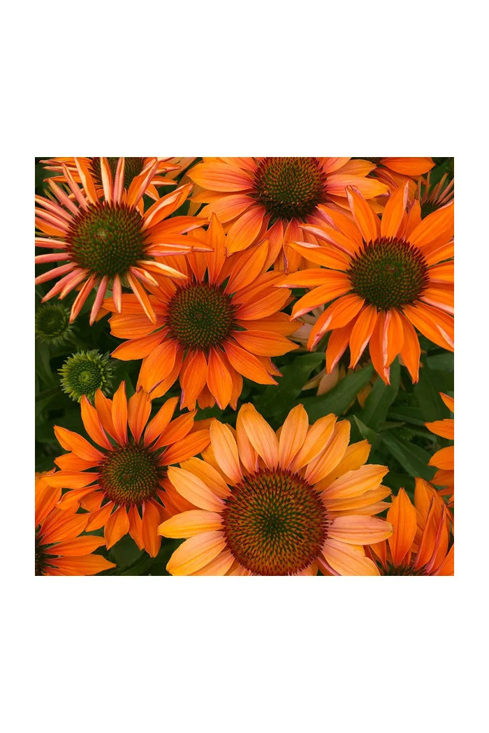 Jeżówka 'Prima Ginger' | Echinacea