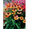 Jeżówka 'Prima Ginger' | Echinacea