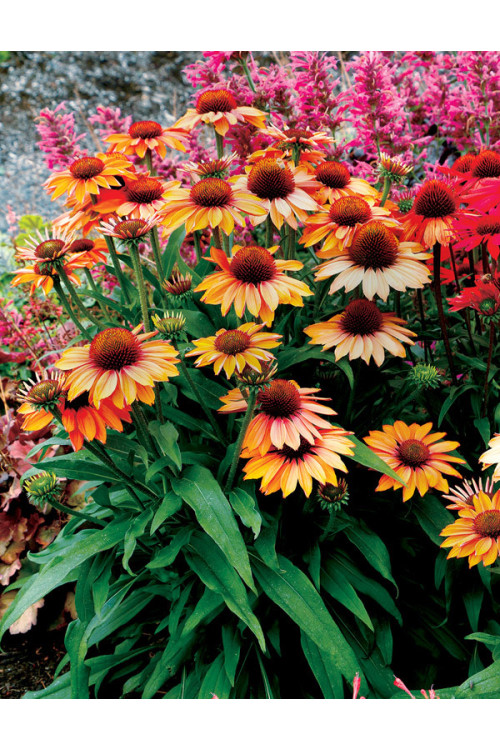 Jeżówka 'Prima Ginger' | Echinacea