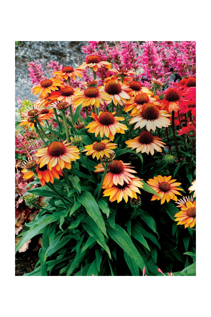 Jeżówka 'Prima Ginger' | Echinacea