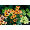 Jeżówka 'Prima Ginger' | Echinacea