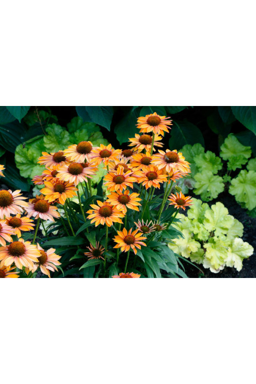 Jeżówka 'Prima Ginger' | Echinacea