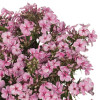 Floks wiechowaty 'Early Pink Candy' Phlox panniculata