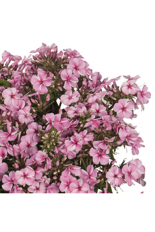 Floks wiechowaty 'Early Pink Candy' Phlox panniculata