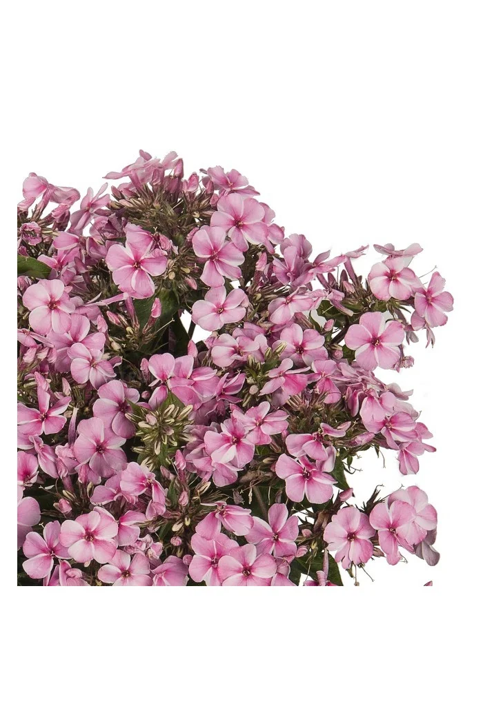 Floks wiechowaty 'Early Pink Candy' Phlox panniculata