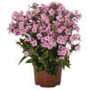 Floks wiechowaty 'Early Pink Candy' Phlox panniculata