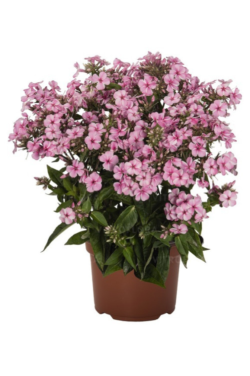 Floks wiechowaty 'Early Pink Candy' Phlox panniculata
