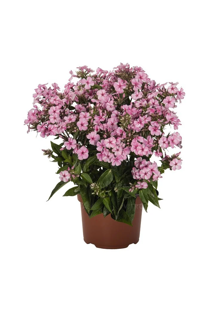 Floks wiechowaty 'Early Pink Candy' Phlox panniculata