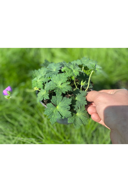 Bodziszek 'Rozanne' | Geranium