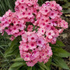 Floks wiechowaty 'Flame Light Pink' Phlox panniculata
