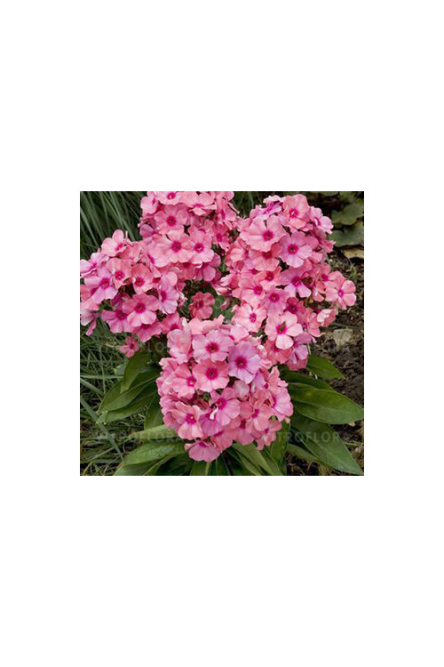 Floks wiechowaty 'Flame Light Pink' Phlox panniculata